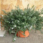 LC 5913 Westringia fruticosa 10L