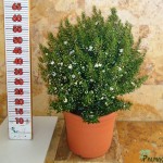 LC 6020 Myrtus communis Microphylla 10L