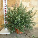 LC 6233 Westringia longifolia 10L