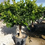 VV 4692 Citrus sinensis 70L semi-exemplaire 25/35P