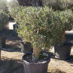 VV 6074 Olea europaea 35L 1/4 tige bola