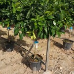 VV 6549 Citrus sinensis 10L 1/2 tige