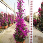 LC 3107 Bougainvillea alexandra 15L pyramide