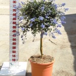 LC 3133 Ceanothus thyrsiflorus Repens 10L 1/4 tige