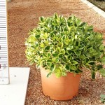 LC 3143 Coprosma Marble Queen 5L touffe