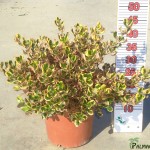 LC 3144 Coprosma Pink Splendor 5L touffe