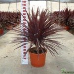 LC 3152 Cordyline Australis Red Star 15L grupo