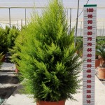 LC 3162 Cupressus macrocarpa Goldcrest 15L