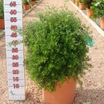 LC 3168 Cytisus maderensis 10L touffe