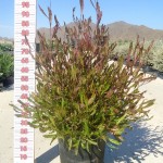 LC 3177 Dodonaea viscosa Purpurea 15L touffe