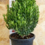 LC 3196 Euonymus japonicus Compacta 15L touffe