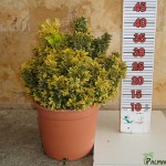 LC 3197 Euonymus microphyllus Aurea 5L touffe