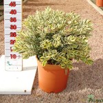 LC 3206 Hebe franciscana Variegata 5L touffe