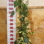 LC 3212 Hedera algeriensis Gloire de Marengo 5L tuteur