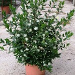 LC 3244 Myrtus communis 5L touffe