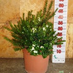 LC 3246 Myrtus communis Tarentina 5L touffe