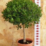 LC 3287 Pittosporum tobira Nana 10L 1/4 tige