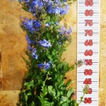 LC 3289 Plumbago capensis 5L pyramide