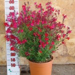 LC 3299 Salvia greggii 5L touffe