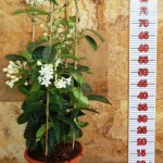 LC 3302 Stephanotis jasminoides 6L double arceau