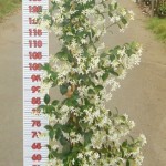 LC 3312 Trachelospermum jasminoides 6L tuteur