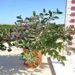 LC 3315 Vitex purpurea 5L touffe