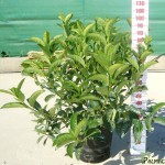 LC 3317 Viburnum lucidum 15L touffe