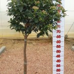 LC 3320 Viburnum tinus Eve Price 10L 1/4 tige