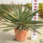 LC 3329 Yucca gloriosa Variegata 10L