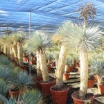 LC 4822 Yucca rostrata 65L 120/140T