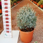 LC 5038 Eucalyptus gunnii 5L touffe