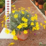 LC 5042 Euryops pectinatus 10L touffe