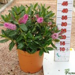 LC 5048 Hebe andersonii Rosa 5L touffe