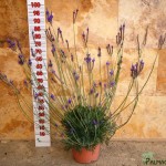 LC 5057 Lavandula pinnata 5L touffe