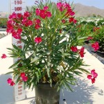 LC 5063 Nerium oleander rojo 15L touffe