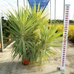 LC 5089 Yucca elephantipes Jewel 21,5L grupo