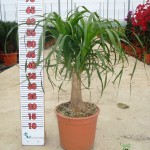 LC 5125 Beaucarnea recurvata 5L 1 plante