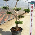 LC 5362 Olea europaea 65L nuage