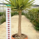 LC 5385 Yucca elephantipes Jewel 20L 1/4 tige