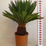 LC 5390 Cycas revoluta 21L 30/40T