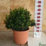 LC 5401 Euonymus microphyllus 5L touffe