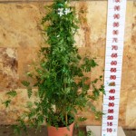 LC 6373 Jasminum officinalis 5L pyramide