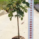 LC 6582 Ficus carica 10L 1/4 tige