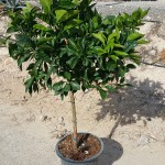 FV 5836 5892 Citrus sinensis Navelina 15L 1/2 tige