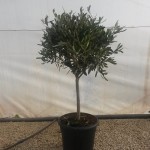 FV 6611 Olea europaea Cipressino 10L 1/4 tige