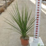 LC 3153 Cordyline indivisa 3L grupo