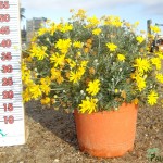 LC 5351 Euryops pectinatus 5L touffe