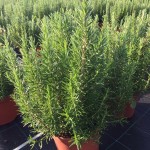 VS 6468 Rosmarinus officinalis 5L touffe 25/30