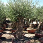 VV 3445 Olea europaea coupe bonsai terra cotta bonsai 60/90P