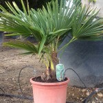 VV 4758 Trachycarpus fortunei 10L 50/60